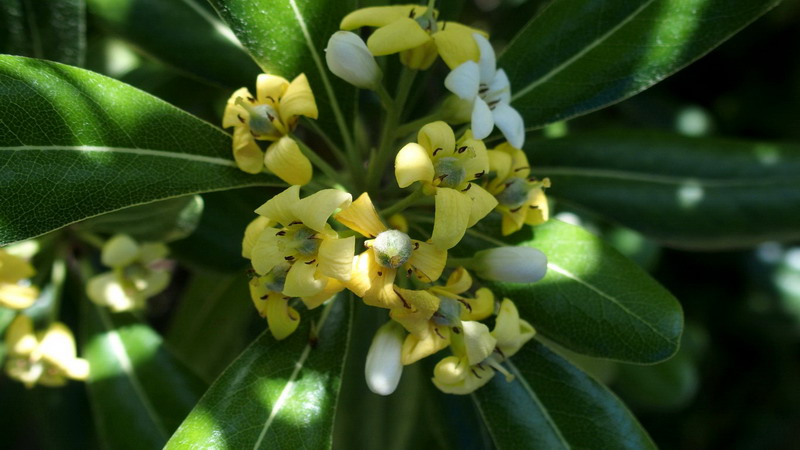 Pittosporum tobira / Pittosporo (pianta coltivata)